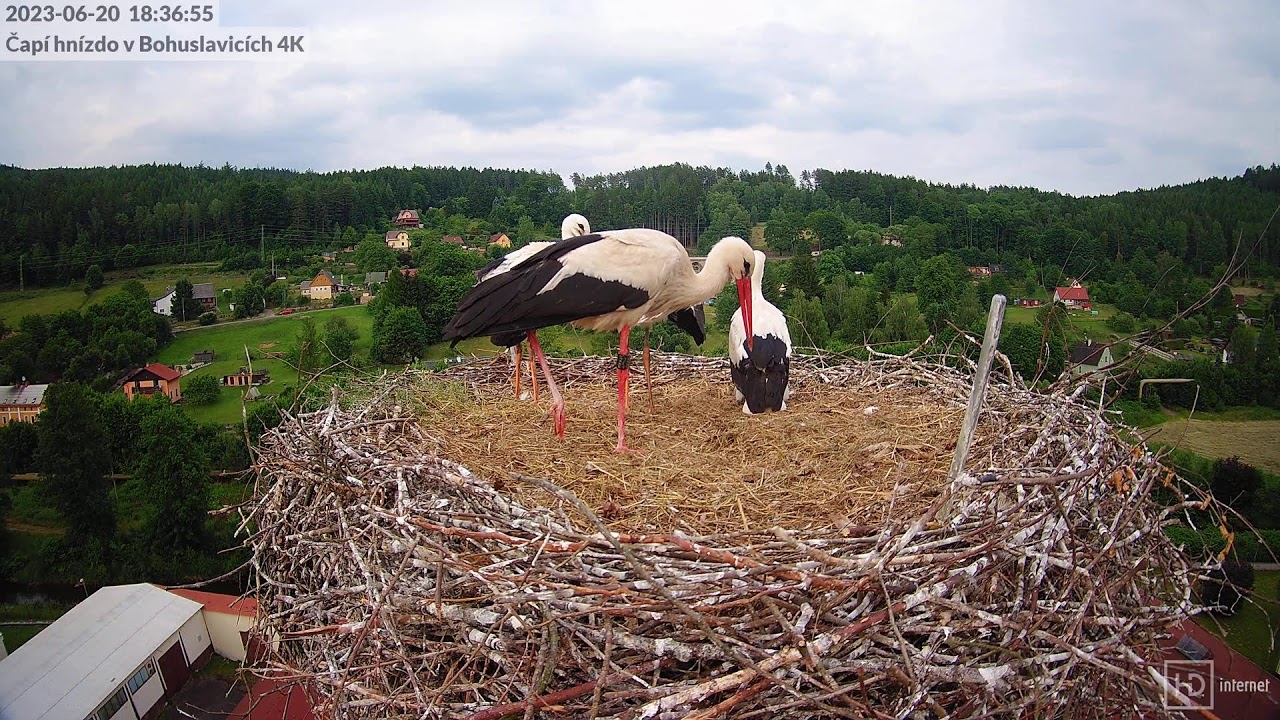 Stork`s nest, Bohuslavicích