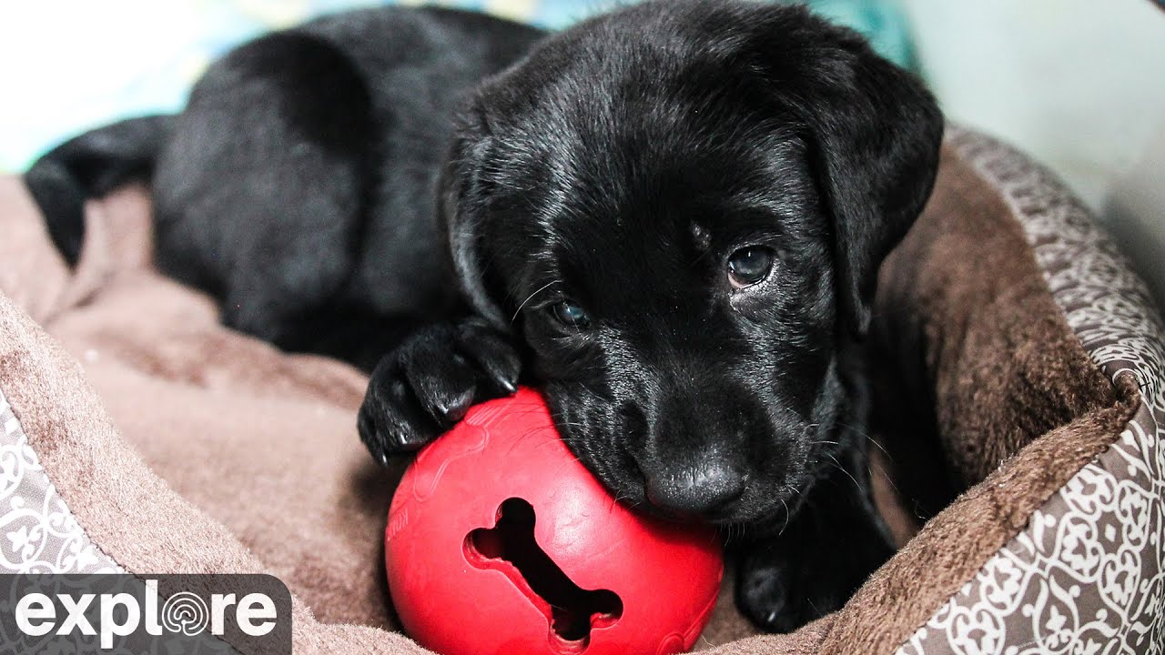 Full House Puppy