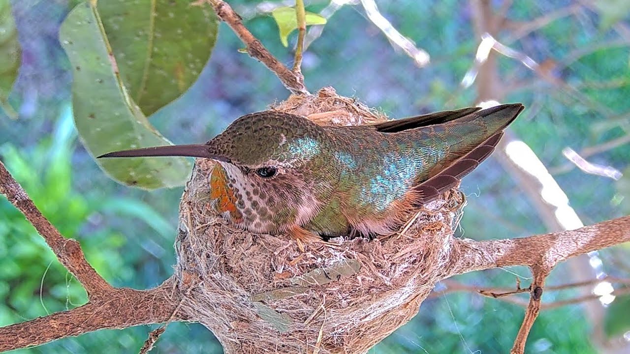 Hummingbird Nest - Allen female