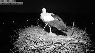 Stork`s nest, Bohuslavicích