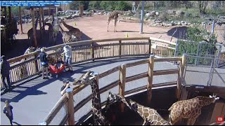 Cheyenne Mountain Zoo - Giraffe