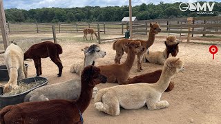 Martha`s Vineyard Alpaca Farm