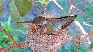 Hummingbird Nest - Allen female